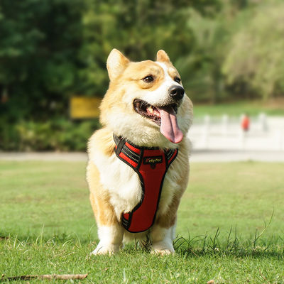 Light Up Dog Harness bước theo phong cách với vật liệu polyester chống nước và phản xạ