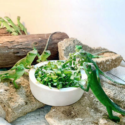 Pet Bowl ngăn chặn giun bánh mì đặt thoát thằn lằn Thủy sứ nước thực phẩm đĩa bò sát