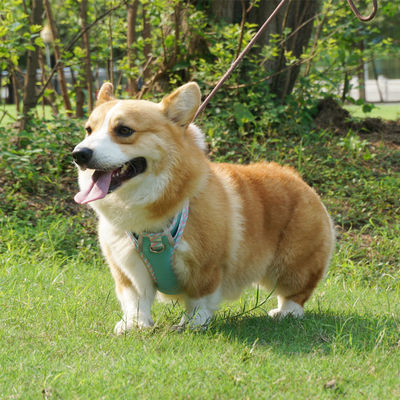 Tên